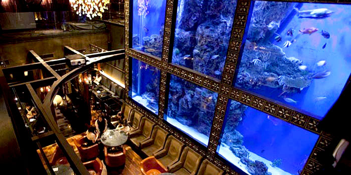 店内に水族館 カップルにおすすめプランがある東京のおしゃれレストラン 公式 Pairs ペアーズ